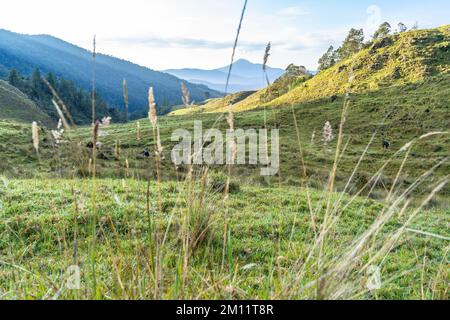 America del Sud, Colombia, Departamento Antioquia, Ande colombiane, Urrao, ramo del Sol, vista sul paesaggio delle Ande a Cerro San José sullo sfondo Foto Stock