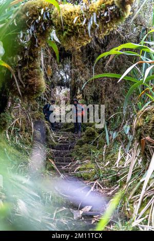 America del Sud, Colombia, Departamento Antioquia, Ande colombiane, Urrao, Escursionista nella fitta foresta di montagna al ramo del Sol Foto Stock