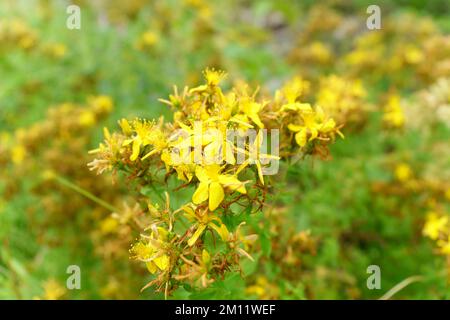 Hypericum perforatum, conosciuto come perforate St Johns Wort, è una pianta fiorita della famiglia delle Hypericaceae. Messa a fuoco selettiva Foto Stock