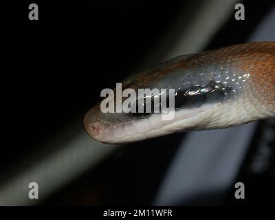 Un fuoco selettivo di primo piano di un serpente di bellezza di Taiwan (Elaphe taeniura) su uno sfondo scuro Foto Stock