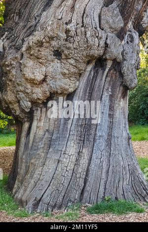 Gallarled Tree Trunk, Greenwich Park, Greenwich, Londra, Inghilterra Foto Stock