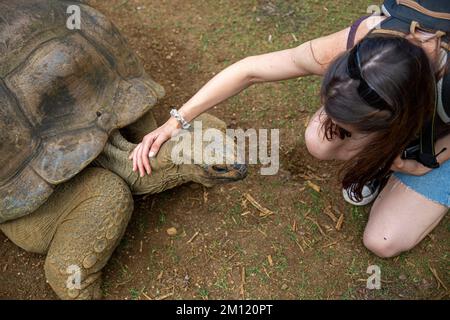 Una giovane donna e una tartaruga gigante nel Parco Naturale la Vanille, Isola Mauritius, Africa Foto Stock