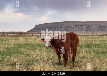 Mucche brune che mangiano erba in un pascolo rugged al tramonto Foto Stock