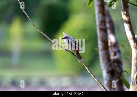 Primo piano di un Red-Whiskered Bulbul, Mauritius Foto Stock