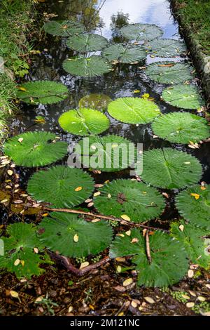 Sir Seewoosagur Ramgoolam Botanical Garden, stagno con Victoria Amazonica giganti acqua giganti Lilies, isola di Mauritius, Africa Foto Stock