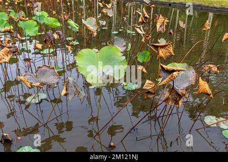 Sir Seewoosagur Ramgoolam Botanical Garden, stagno con Victoria Amazonica giganti acqua giganti Lilies, isola di Mauritius, Africa Foto Stock