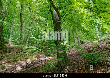 Europa, Germania, Renania-Palatinato, Hümmel, foresta, alberi, natura Foto Stock