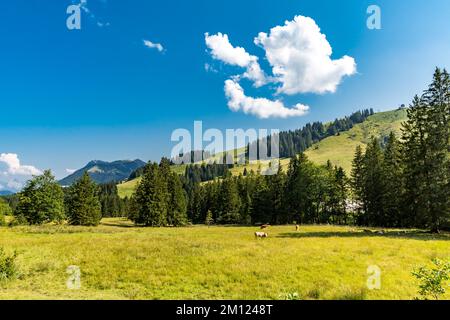 Mucche, paesaggio montano, regione sciistica di Sudelfeld, Bayrischzell, Mangfall Mountains, Alta Baviera, Baviera, Germania, Europa Foto Stock