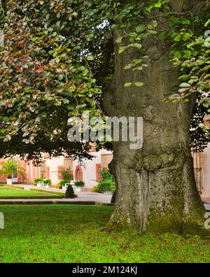 Europa, Germania, Assia, Contea di Limburg-Weilburg, Città di Weilburg, Lahntal, Castello di Weilburg, Giardino del Castello, Faggio sangue (Fagus sylvatica Atropicea) nel Giardino del Castello superiore Foto Stock