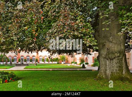 Europa, Germania, Assia, Contea di Limburg-Weilburg, Città di Weilburg, Lahntal, Castello di Weilburg, Giardino del Castello, Faggio sangue (Fagus sylvatica Atropicea) nel Giardino del Castello superiore Foto Stock
