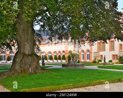 Europa, Germania, Assia, Contea di Limburg-Weilburg, Città di Weilburg, Lahntal, Castello di Weilburg, Giardino del Castello, Faggio sangue (Fagus sylvatica Atropicea) nel Giardino del Castello superiore Foto Stock