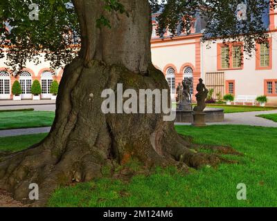 Europa, Germania, Assia, Contea di Limburg-Weilburg, Città di Weilburg, Lahntal, Castello di Weilburg, Giardino del Castello, Faggio sangue (Fagus sylvatica Atropicea) nel Giardino del Castello superiore Foto Stock