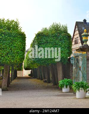 Europa, Germania, Assia, Contea di Limburg-Weilburg, Città di Weilburg, Lahntal, Castello di Weilburg, Parco del Castello superiore, Lindenboskett (Lindensaal) Foto Stock