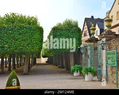 Europa, Germania, Assia, Contea di Limburg-Weilburg, Città di Weilburg, Lahntal, Castello di Weilburg, Parco del Castello superiore, Lindenboskett (Lindensaal) Foto Stock