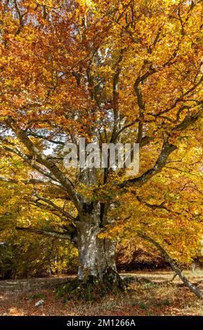 Faggio di rame nella riserva naturale di Greuthau. Foto Stock