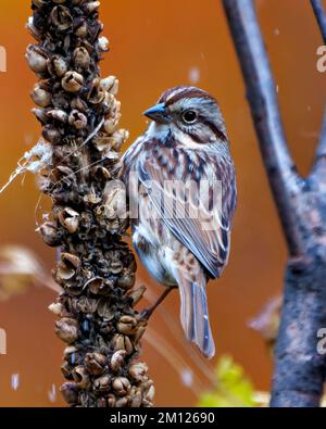 Primo piano di Sparrow vista del profilo arroccato su un fogliame con sfondo arancione sfocato nel suo ambiente e habitat circostante. Foto Stock