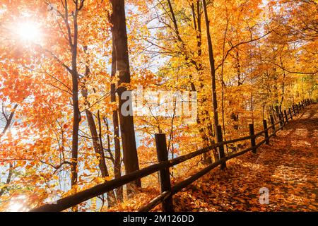 Canada, Ontario, Niagara on the Lake, percorso coperto di foglie autunnali, recinzioni di tronchi. Colori autunnali pieni di luce Foto Stock