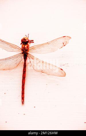 Primo piano di libellula rossa Foto Stock