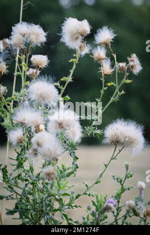 Cardo di campo appassito al bordo di un campo in Germania Foto Stock