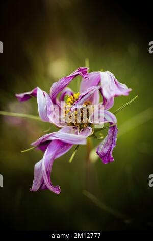 Singolo fiore sbiadito in un giorno di autunno Foto Stock