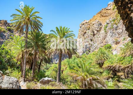 Preveli palma foresta, Rethymno, Creta, Isole greche, Grecia Foto Stock