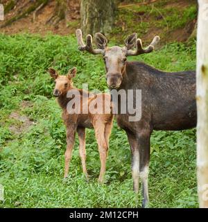 Alci europei, alces alces, vitello, Baviera, Germania, Europa Foto Stock