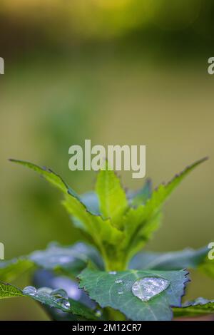 Campanula persicifolia, foglie con gocce di rugiada Foto Stock