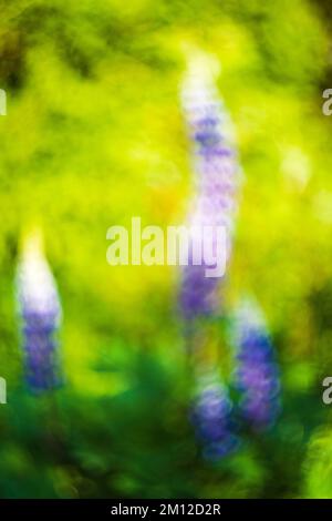 Lupinus polyphyllus, infiorescenza, primo piano, astratto, sfocatura, bokeh Foto Stock