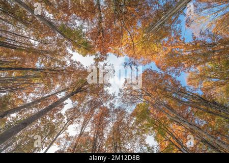 Italia, Veneto, provincia di Belluno, comune di Alpago. Alberi in autunno, vista dal basso Foto Stock