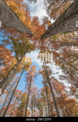 Italia, Veneto, provincia di Belluno, comune di Alpago. Alberi in autunno, vista dal basso Foto Stock