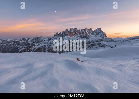 Italia, Veneto, provincia di Belluno, Falcade, tramonto invernale dalla cima di Pradazzo verso le pale di San Martino, Dolomiti Foto Stock