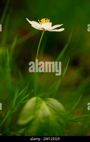 Thimbleweed, legno anemones, Anemone nemorosa, Finlandia Foto Stock