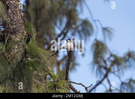 Picchio di Acorn arroccato (Melanerpes formicivorus) Foto Stock