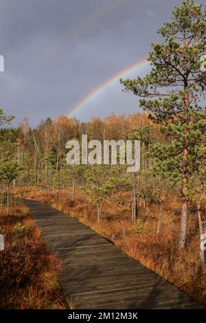 Giovane pineta con arcobaleno. Concetto di rimboschimento in. Trakai storico parco nazionale, riserva zoologica botanica. Foto Stock