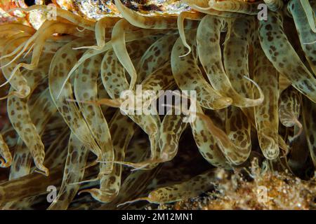 Estremo primo piano di tentacoli di anemone di mare (Aiptasia mutabilis) Rosa vedova di Anemone, Mar Mediterraneo, Giglio, Toscana, Italia, Europa Foto Stock