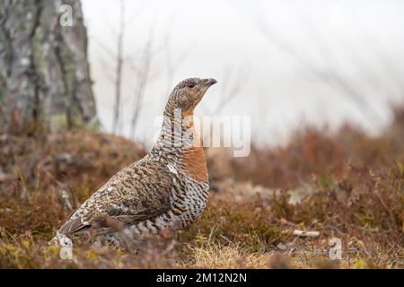 Capercaillie occidentale (Tetrao urogallus) femmina, Svezia, Europa Foto Stock