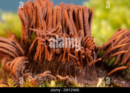 Corpo fruttato di muffa di calce con molti gambi marrone chiaro Foto Stock