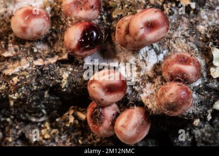 La seta dell'Atlante moth alcune uova rossastre Foto Stock