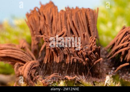 Corpo fruttato di muffa di calce con molti gambi marrone chiaro Foto Stock