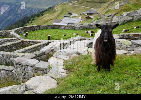 Una capra nazionale a collo nero del Vallese (Capra aegagrus hircus) che si trova in un recinto tradizionale fatto di pareti di pietra a secco, Belalp, Canton Vallese, Switze Foto Stock