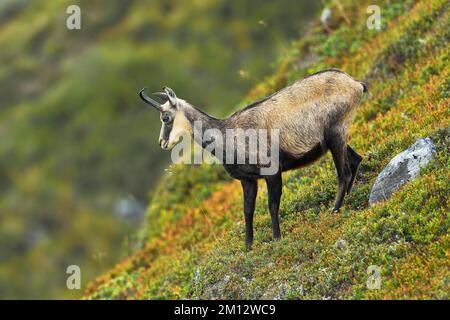 Camosci (Rupicapra rupicapra), madre in campo di mirtilli scoloriti (Vaccinium), in piedi, Canton Berna, Svizzera, Europa Foto Stock