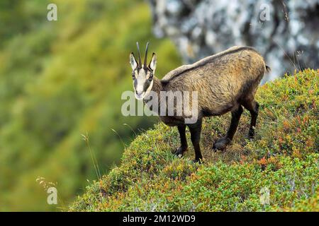 Camosci (Rupicapra rupicapra), madre in campo di mirtilli scoloriti (Vaccinium), in piedi, Canton Berna, Svizzera, Europa Foto Stock