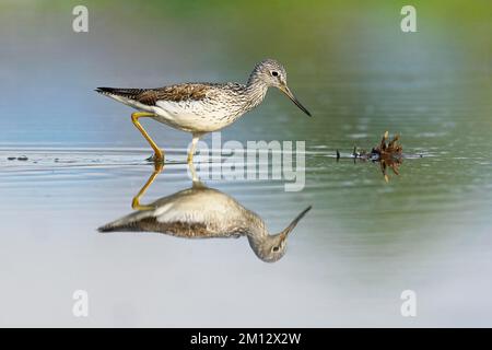 Verdello comune (Tringa nebularia), foraggio in acque poco profonde, Canton Argovia, Svizzera, Europa Foto Stock