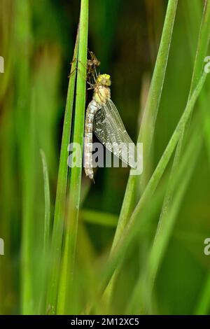 Libellula appena schiusa, falco meridionale (Aeshna cyanea), maschio, Canton Zug, Svizzera, Europa Foto Stock
