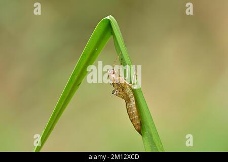 Dragonfly larva, falco meridionale (Aeshna cyanea), Svizzera, Europa Foto Stock