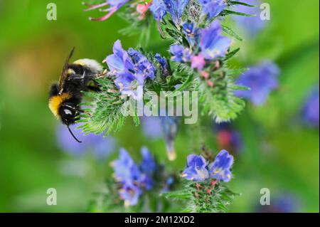 Bomblebee (Bombus pratorum), in fiore, Svizzera, Europa Foto Stock