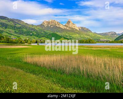 Cintura di canna sul lago Lauerz dietro i grandi e piccoli miti, Lauerz, Canton Svitto, Svizzera, Europa Foto Stock