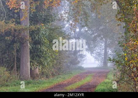 Percorso campo con cespugli e alberi in una mattinata nebbiosa in autunno Foto Stock