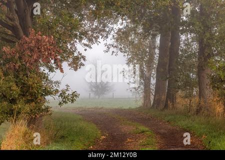 Percorso campo con cespugli e alberi in una mattinata nebbiosa in autunno Foto Stock