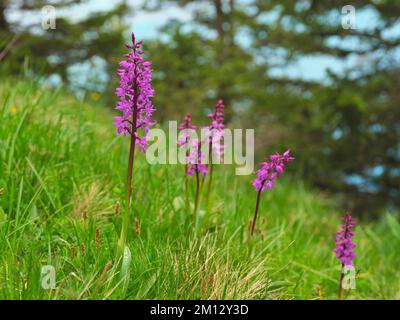 Orchidea porpora (Orchis mascula), in fiore, Canton Svitto, Svizzera, Europa Foto Stock
